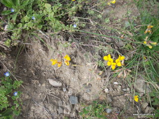 lle del Simeto-24-02-2013 12-08-44